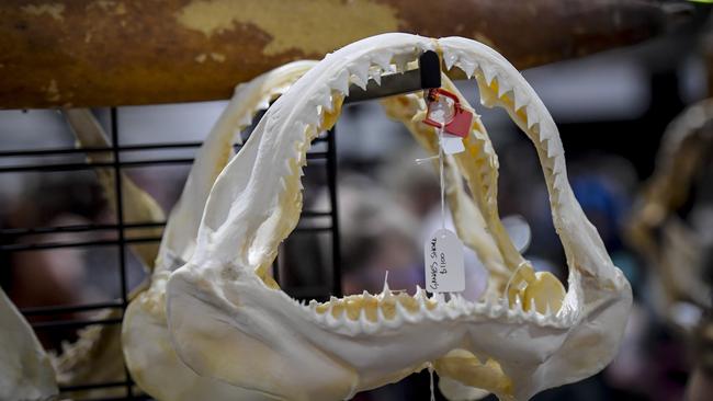 Tiger shark jaws at The Oddities &amp; Curiosities Expo. Picture: RoyVPhotography