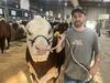 Hereford National show and sale