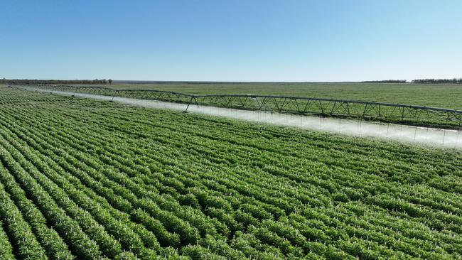 St Ronans Station has been used for irrigated and dryland cropping alongside conservative cattle grazing.