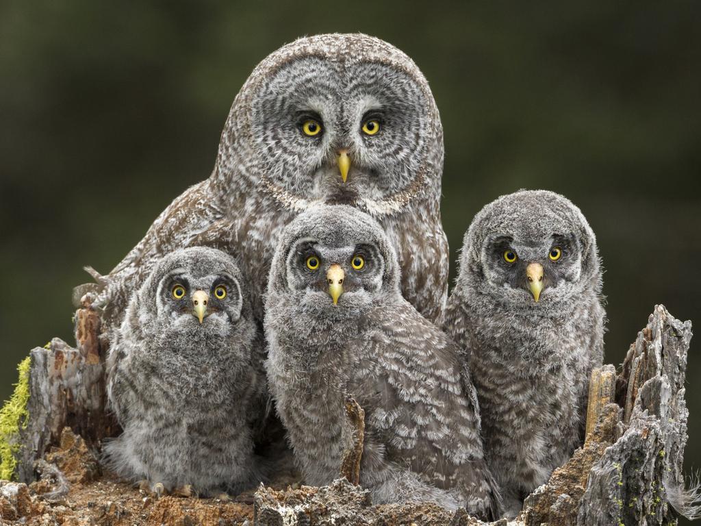 These owls look thrilled to have their family portrait taken. Picture: Connor Stefanison/Wildlife Photographer of the Year/Natural History Museum