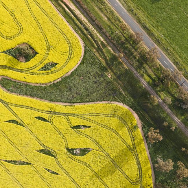 Canola prices have dipped ahead of the winter crop planting program starting. (Picture: Brook Mitchell/Getty Images)