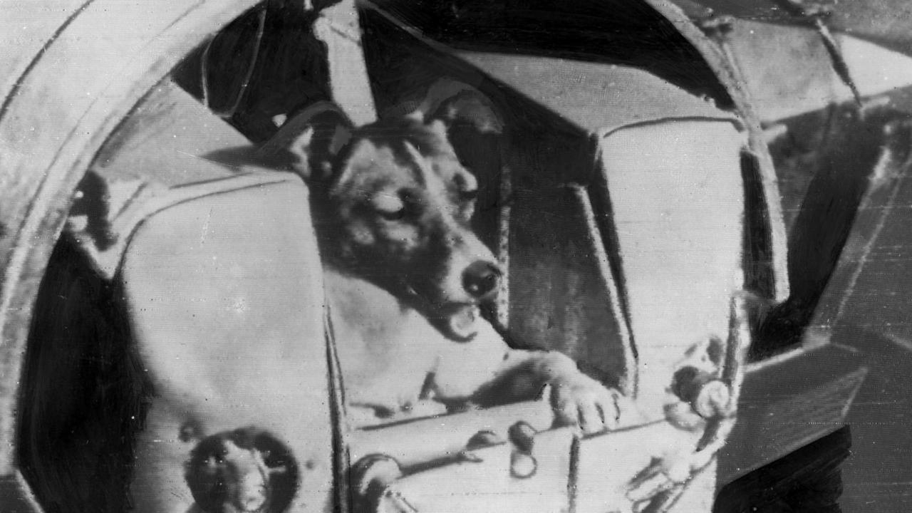 Russian dog Laika who was sent into space on the Sputnik II satellite. She did not survive.