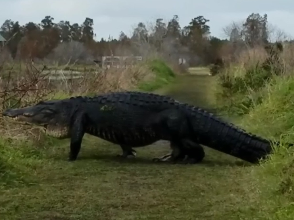 Massive 4m Alligator Spotted On Florida Reserve | Video | News.com.au ...