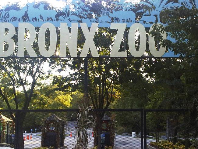 A tiger at the Bronx Zoo tested positive for the new coronavirus. Picture: AP