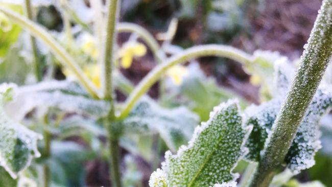 Frosted crops. Generic. Picture: Kelly Angel, BCG