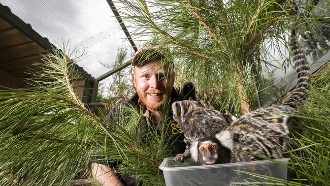 Exotic animal leader Sean Cooke with Common Marmoset. Picture: CHRIS KIDD