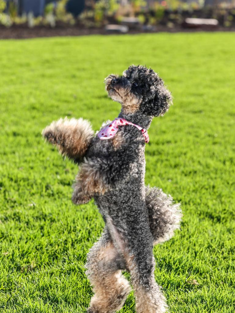 Poodles round out the top ten, valued for their intelligence and allergy-friendly coat. Their adaptability makes them a versatile choice for many households. Picture: Russell Millard Photography