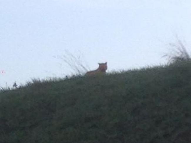 Spotted ... The young tiger can be seen here roaming free.  Picture: Facebook/Ville de Montevrain