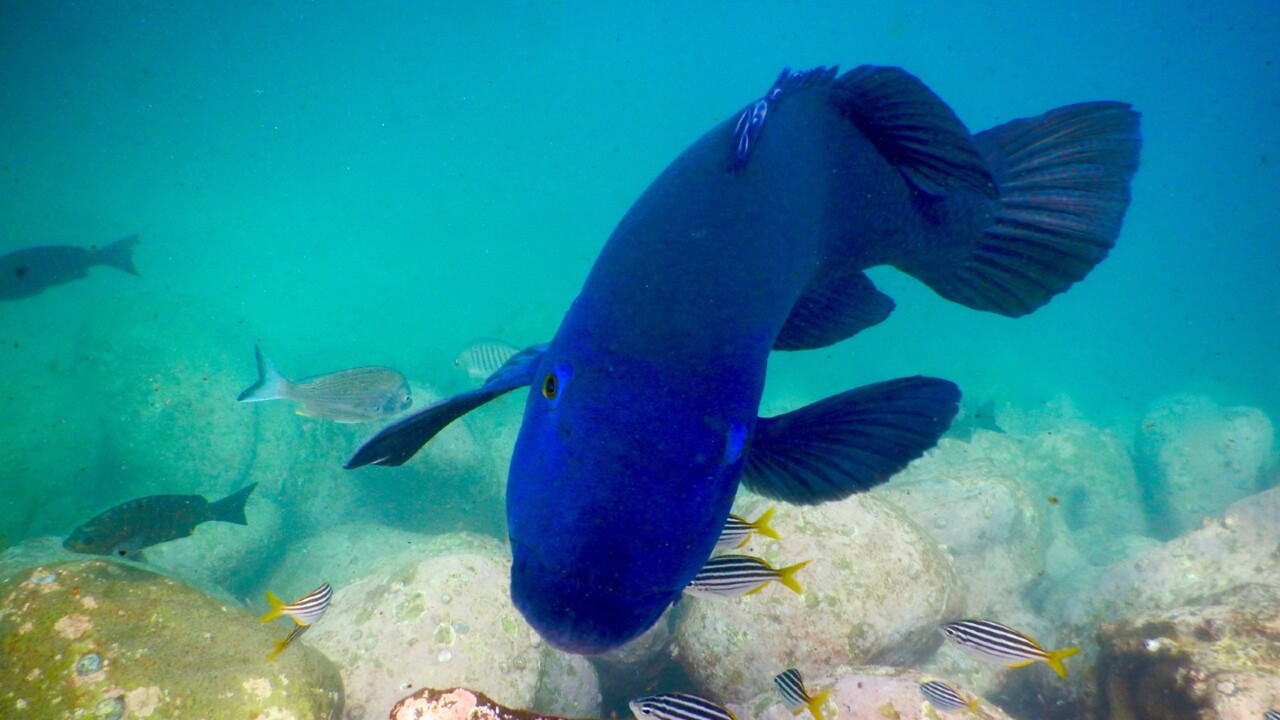 Blue gropers spearfished prompts calls for better protection of the species