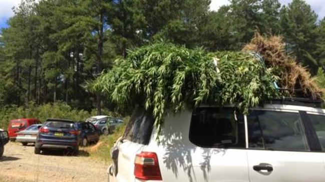 Cannabis plants seized in raid south of Nymboida