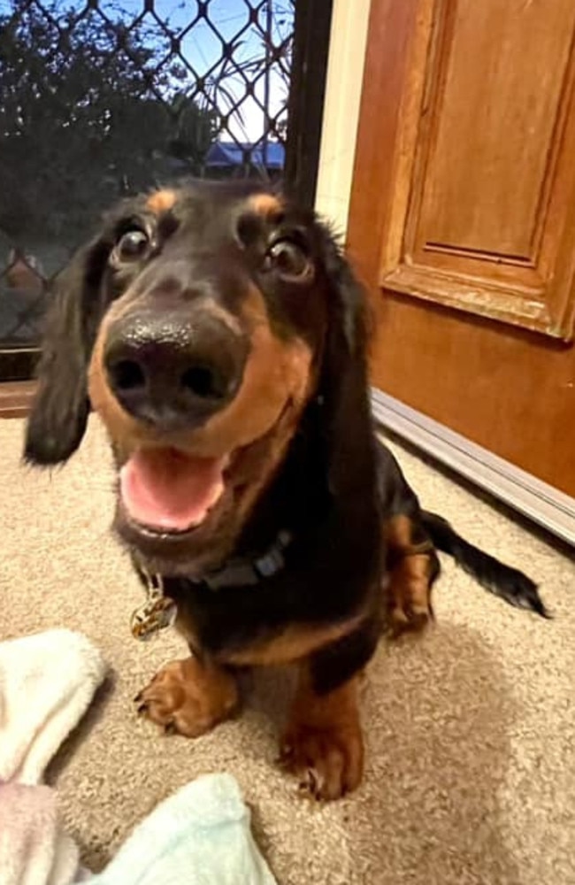 Barney: Nikki Hamlin's 7 month old Mini Dachshund