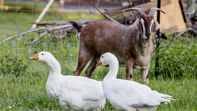 Yagi the goat was filmed having a run-in with Captain Dirty Pants the goose, also pictured is Sticky the goose, at the Kruck household at Currumbin. Picture: Jerad Williams