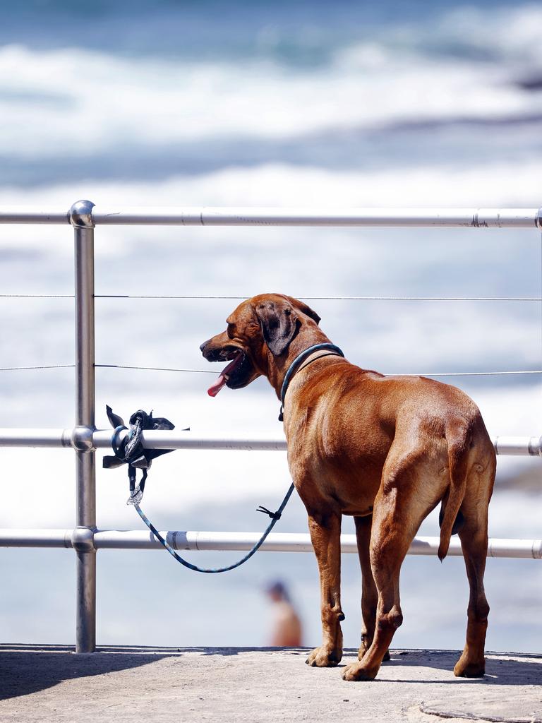 Watching out for and identifying any signs suggesting your pup is suffering from heat stroke. Photo: Sam Ruttyn.