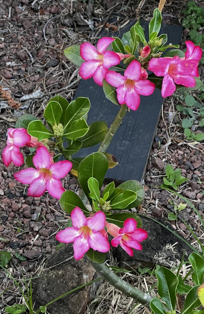 Jay Shipston says his desert roses' beautiful blooms are a sure sign wet weather is on the way for the Mackay and Whitsunday regions.