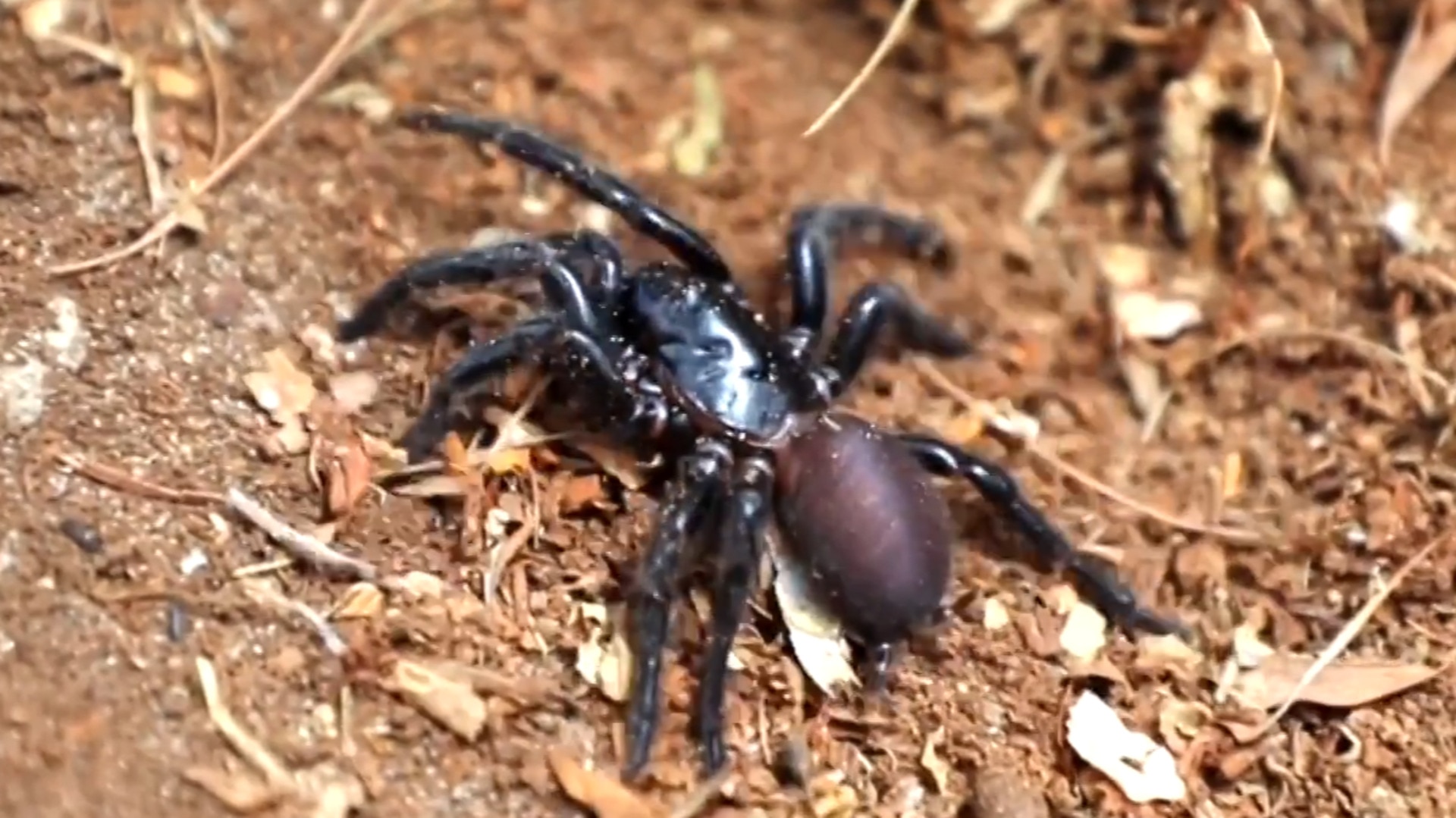 New funnel-web species nicknamed 'Big Boy' discovered in NSW