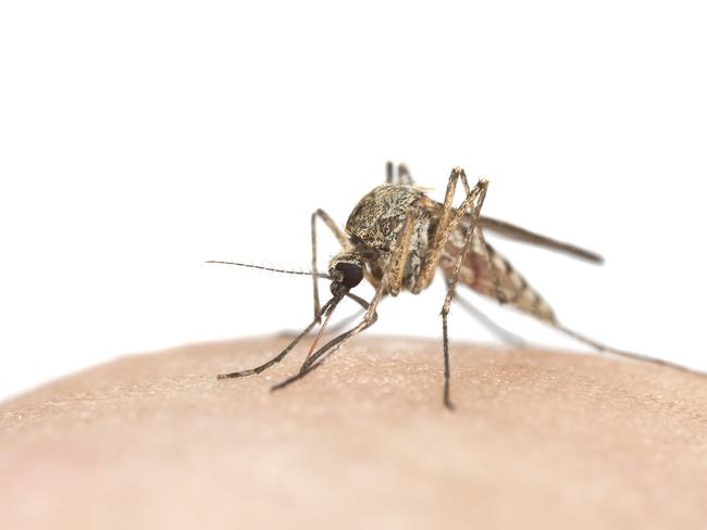 Mosquito sucking blood, macro photo. Stock Image