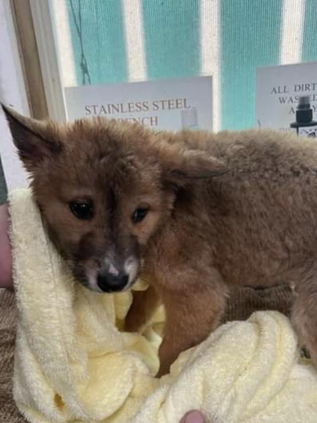 A rescued dingo pup at the Jirrahlinga Dingo Conservation and Wildlife Centre.