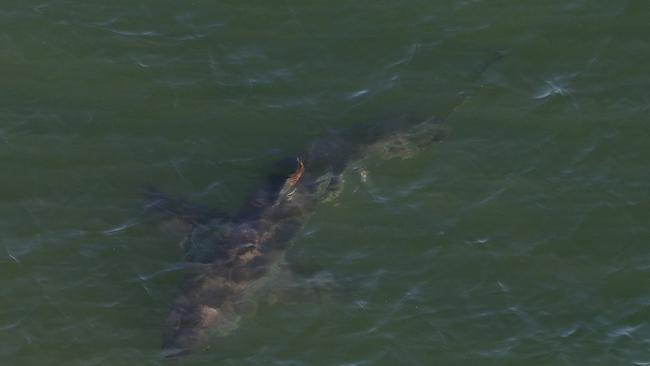 A shark is sighted off Brunswick during a helicopter flight along the beaches from the Gold Coast to Ballina. Pics Adam Head