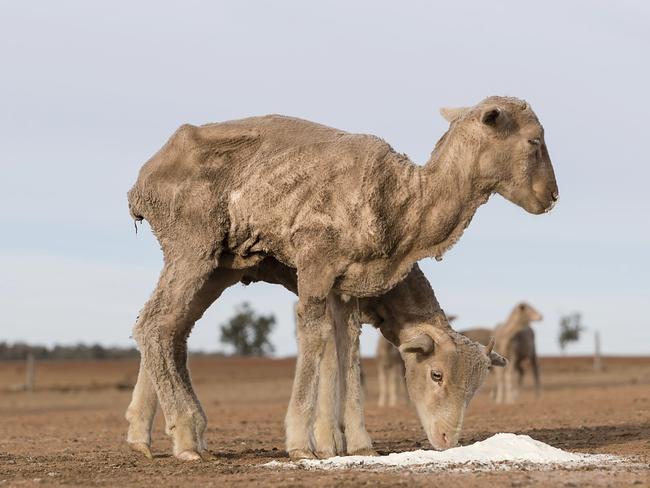 The Jerry family farm 'Marlborough', 40km outside Coonabarabran. Picture: Brook Mitchell/Getty Images