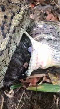 This is how a snake breathes while eating huge meals | The Courier Mail