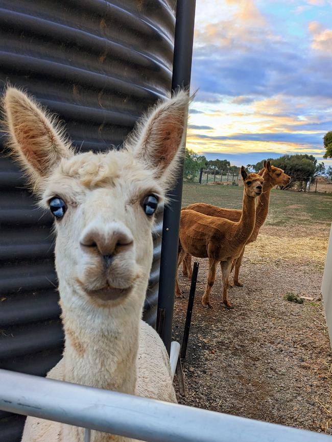 Henry is the friendliest alpaca you'll ever meet. He likes to play dead in the middle of the paddocks, rub his bottom in the bushes and frolic. Picture: Esther LeBherz