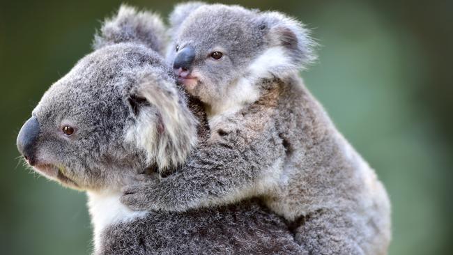 Queendsland Zoo, based at the Big Pinnapple, has received special Zoo and Aquarium Association accreditation which allows it to get more involved in breeding programs. Koala and its joey. Photo: Che Chapman / Sunshine Coast Daily