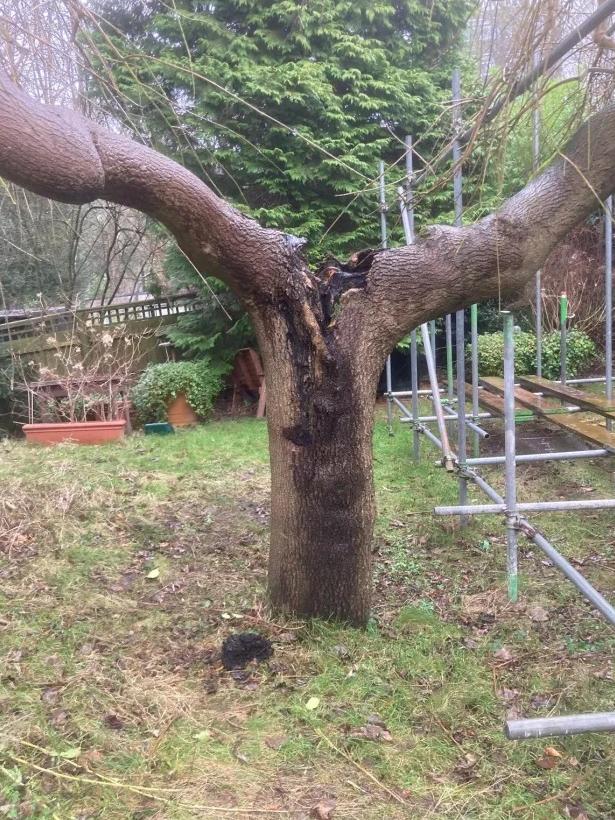 There are plans to remove trees around the property and begin a clean-up. Picture: Camden Council