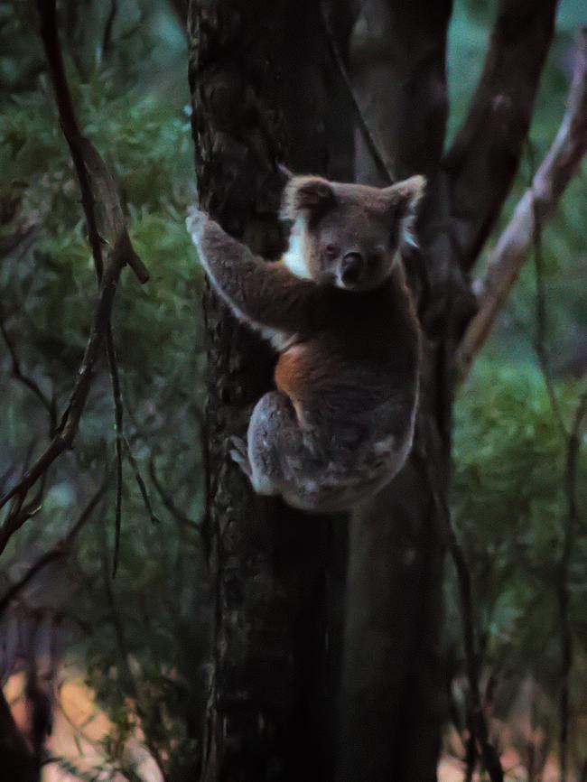 Supplied photos of a koala sighted at Mogo Creek, west of Kulnura.