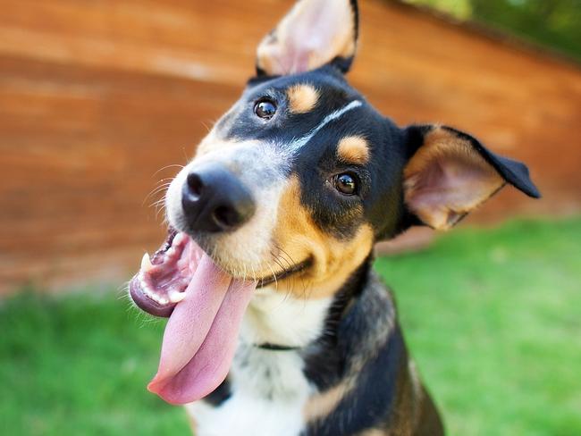 Curious and Happy Tricolor Dog with Tongue out. For Pupstars. Cairns Sun 3/10/17