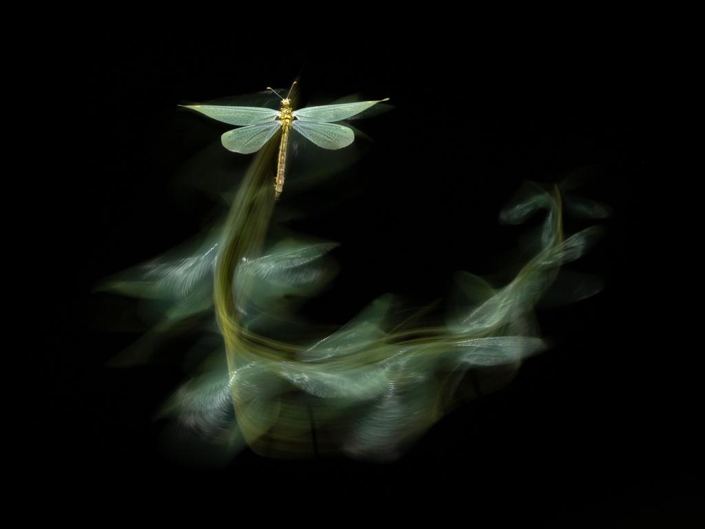 A summer night in Hungary sees an antlion in flight, its graceful journey artfully captured with a long shutter speed. Picture: Tibor Litauszki/TNC Photo Contest 2023