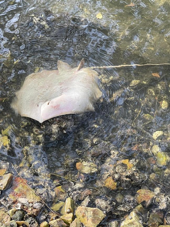 Thousands of fish have been found dead in Palm Beach