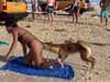Tourist bitten, child attacked by dingoes