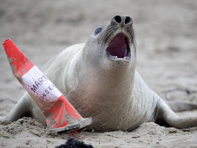 Neil the elephant seal is back on a beach near Hobart.  Picture: Chris Kidd