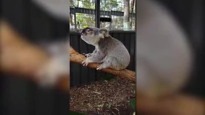 Koala Appin Jack finds a new home