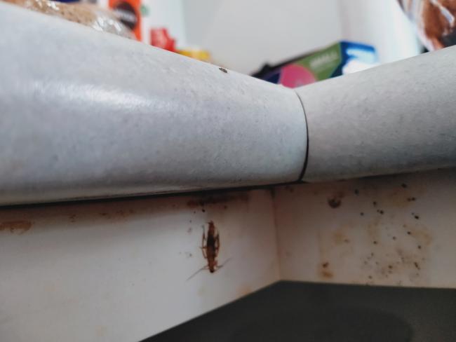 Breaking News Breaking News Caitlin Fitzharding-miller says roaches are everywhere. Pic: supplied.