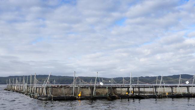 Huon Aquaculture fish farm at Macquarie Harbour. Picture: Chris Kidd