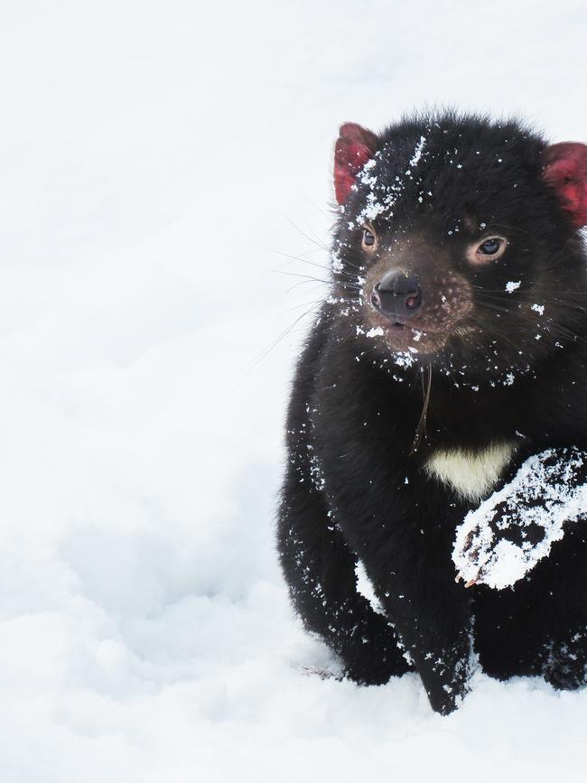 Devils in the snow at Devils@Cradle in Cradle Mountain. Picture: Devils@Cradle