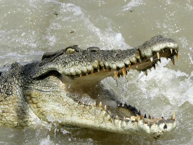 Saltwater crocodile in Adelaide River, NT 15 Oct 2005. /Crocodiles