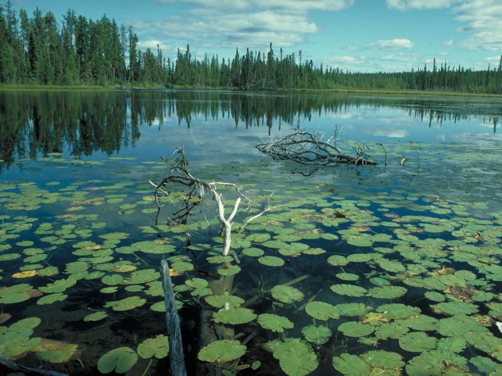 <span>20/20</span><h2>Wood Buffalo National Park, Alberta</h2><p> As the largest national park in Canada, <a href="https://www.pc.gc.ca/en" target="_blank">Wood Buffalo National Park </a>is all about jumbo-sized accomplishments. It’s home to the largest land mammal native to North America (wood bison), the continent’s largest bird (whooping crane), one of the largest freshwater delta ecosystems, and now this UNESCO World Heritage Site claims to have the world’s largest beaver dam.<br/></p>