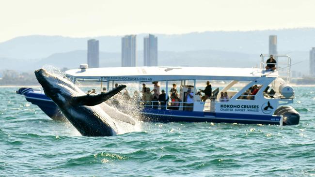 We had been warned that it is not common to see breaches up close, but before long, mouths are wide open as we spot our first one. Picture: Photobyskip/Kokomo Cruises.