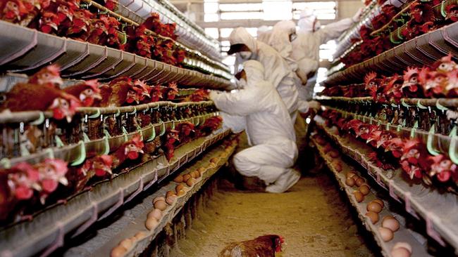 Egg shortage: South Korean health officials wear protective suits collecting chickens that have died of bird flu from a chicken farm at Umsung, South Korea. Picture: AP