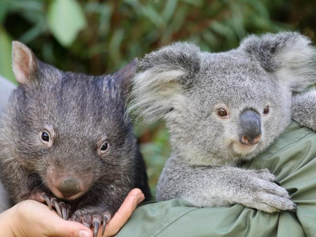 Elsa the koala and Hope the wombat regularly hang out in the same enclosure. Picture: The Australian Reptile Park