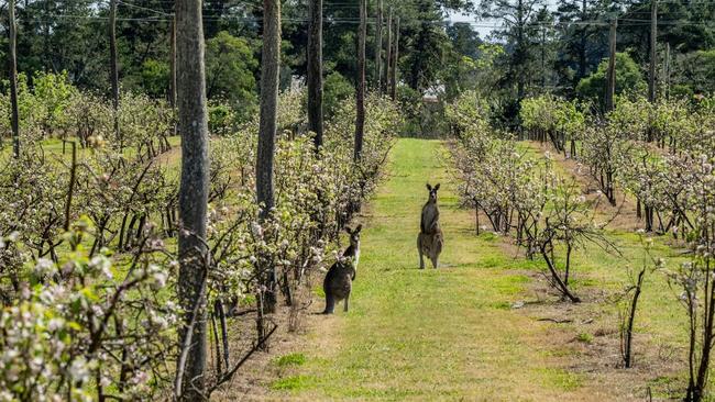 Apple a day? This pie cafe is on 4.63ha in Thulimbah, outside Stanthorpe. Picture: Ray White