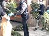 $1m cannabis grow operation busted in Melbourne’s east