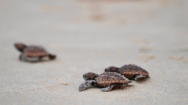 As humans continue to spread along the coast, protecting green sea turtle nesting sites has become critical for the endangered species. Picture: supplied