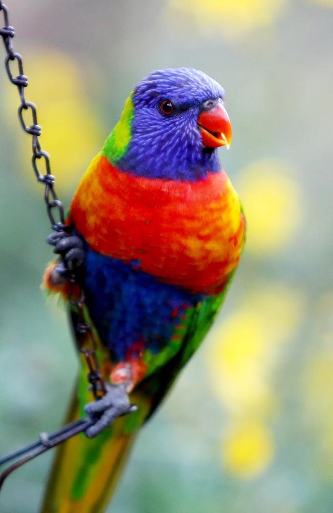 Rainbow Lorikeet at Gorge Wildlife Park. Picture: Simon Cross