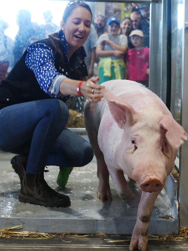 Kristen Barrass with her pig at the Royal Easter Show pig washing .Picture: Jane Dempster