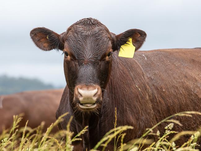 Abattoir appeals guilty verdict after worker shot with bolt gun