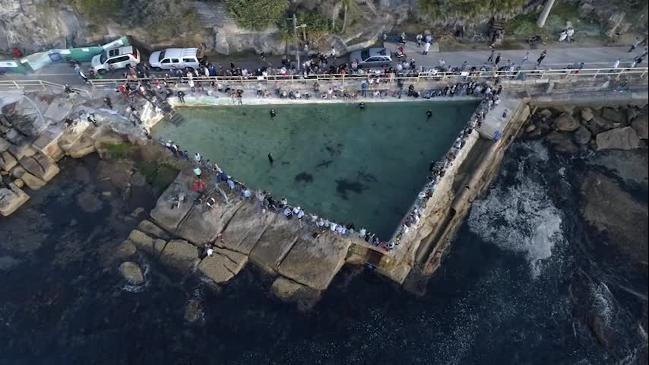 Drone vision of baby great white shark at Fairy Bower pool