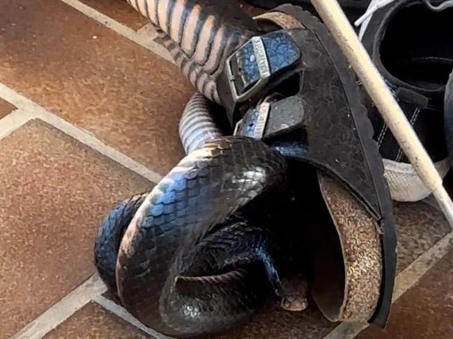 Snake Catcher Dan removed a snake from a sandal at a Sunshine Coast home. Photo: Snake Catcher Dan